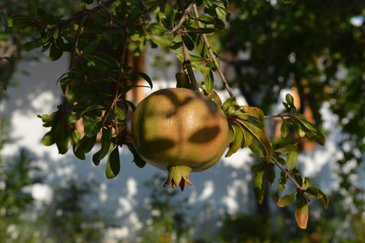 Ktima Natura Archangelos  Phòng bức ảnh